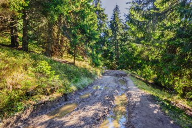 Güzel peri eski çam ormanı erken sabah güneş ışığı altında II