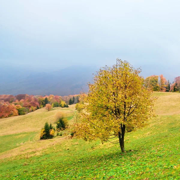 Picturesque autumn scenery in the mountains with meadow and colorful trees on foreground and fog above valley. I — Stock Photo, Image