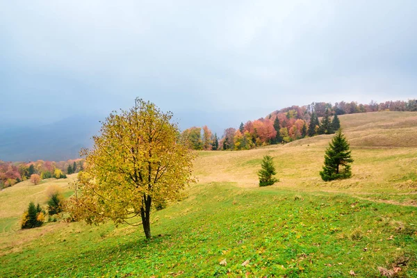 Picturesque autumn scenery in the mountains with meadow and colorful trees on foreground and fog above valley. II — Stock Photo, Image