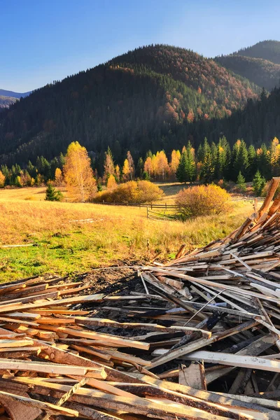 Dump of wood waste against a beautiful forest in the golden rays of the setting sun I — Stock Photo, Image