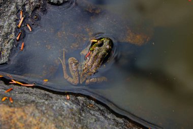 Adirondack Dağları 'ndaki Mink Frog (Lithobates septentrionalis) 
