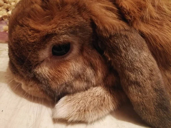 Карликовый Кролик Маленькая Порода Домашнего Кролика — стоковое фото