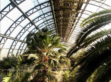 Cam evde palmiye ağacı.