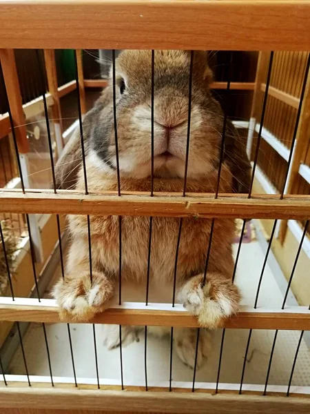 Cute Rabbit Dwarf Lop Eared Breed — Stock Photo, Image