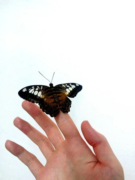 Motyl Siedzący Dłoni — Zdjęcie stockowe