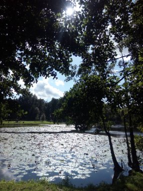 Orman. Ağaçlar, yapraklar, doğa