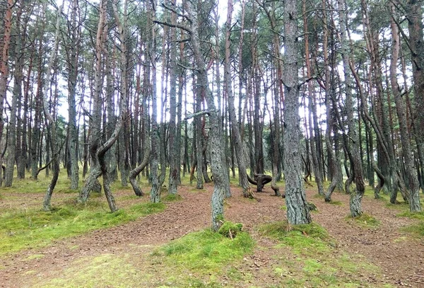 Лес Деревья Листья Природа — стоковое фото