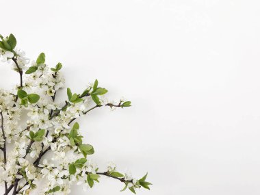 Çiçek açan kiraz ağacı beyaz arka plan boş kartpostal deseni