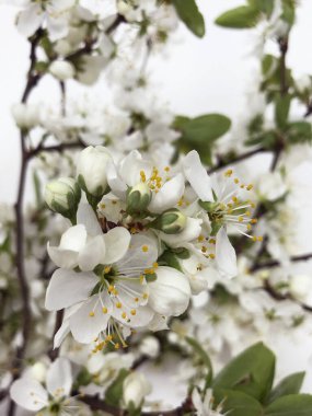 Beyaz çiçek açan kiraz ağacı bahar deseni