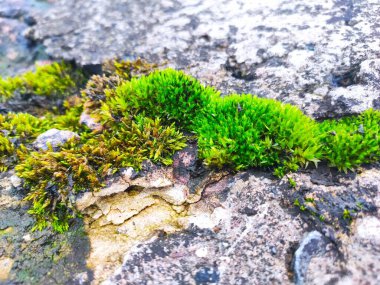 Nehir kıyısındaki yosunlu kayalar