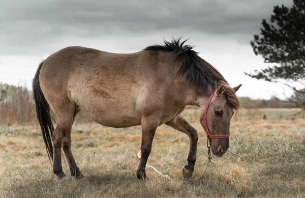 Hermoso Caballo Hierba Granja — Foto de Stock