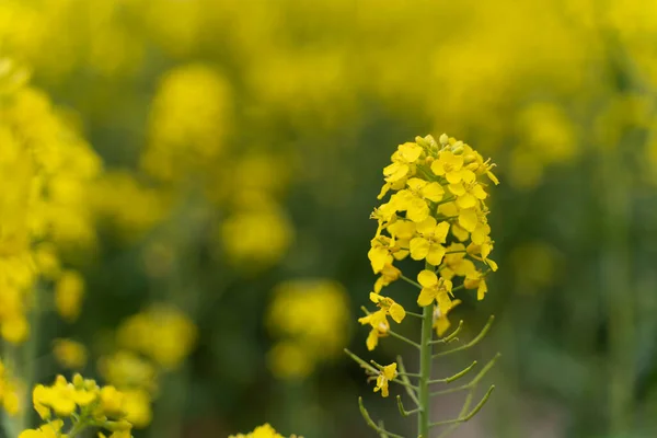 Rapeseed yellow flower on a polish farm in the spring