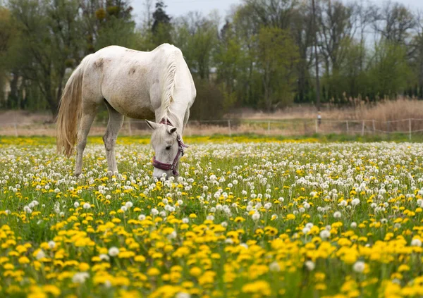 Beautiful horse on the polish farm in spring