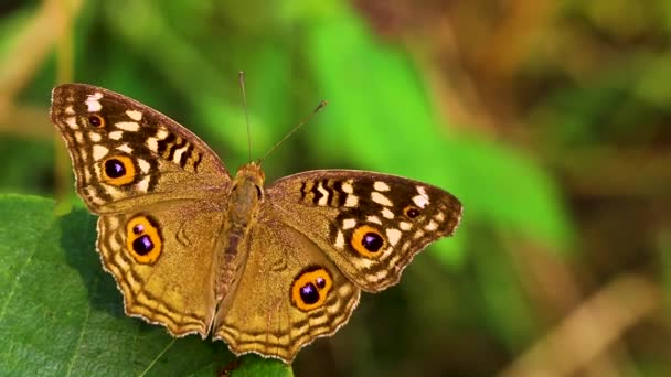 Clouse Borboleta Castanho Cor — Vídeo de Stock