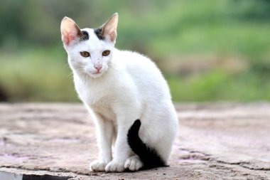 Beyaz Kedi Sabah Işığında Oturuyor