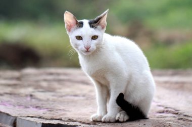 Beyaz Kedi Sabah Işığında Oturuyor