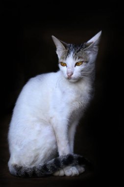 Beyaz Kedi Sabah Işığında Oturuyor