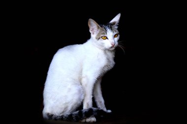 Beyaz Kedi Sabah Işığında Oturuyor