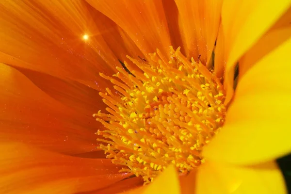 黄色の野生の花のビュー内のユニークなマクロ — ストック写真