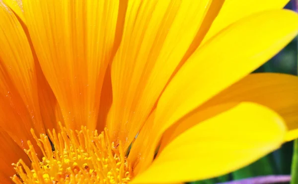 美しい野生の孤立した黄色の花 — ストック写真