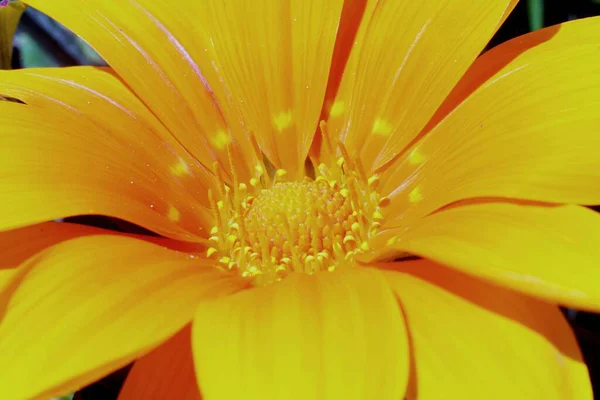 花黄色の美しい野生の花 — ストック写真