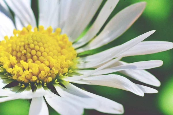 Μαργαρίτα Λουλούδι Μια Μακροσκοπική Προβολή — Φωτογραφία Αρχείου