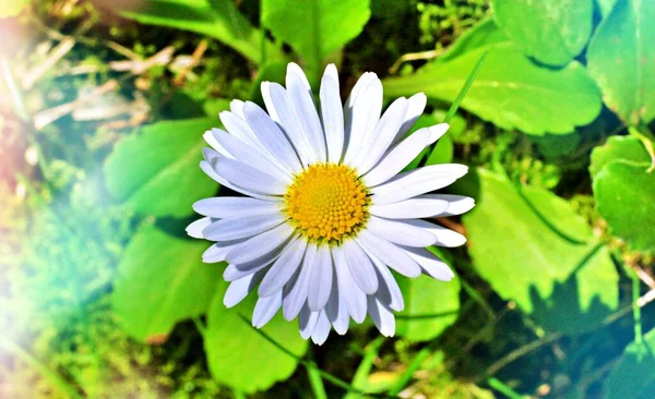 Tournage Une Fleur Marguerite Dans Beau Jardin — Photo