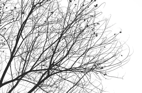 自然秋剪影树分支上天空抽象背景. — 图库照片