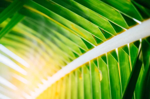 Tropical palm leaf with sun light on sky background. — Stock Photo, Image