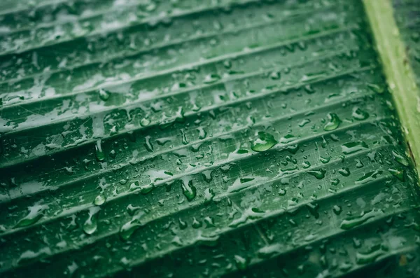 Концепция дождливого дня и окружающей среды. Капли дождя на зеленый лист природы . — стоковое фото