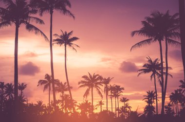 Gökyüzü arka planında güneş ışığı olan tropikal palmiye ağacını kopyala.