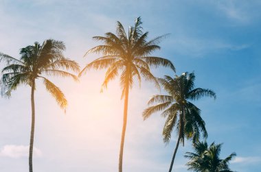 Gökyüzü arka planında güneş ışığı olan tropikal palmiye ağacını kopyala. 
