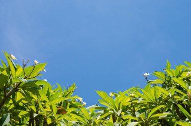 Kopyalama alanı çerçeve doğa yeşil yaprak