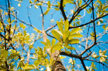 Doğa sonbahar siluet ağaç dalı gökyüzü arka plan üzerinde.