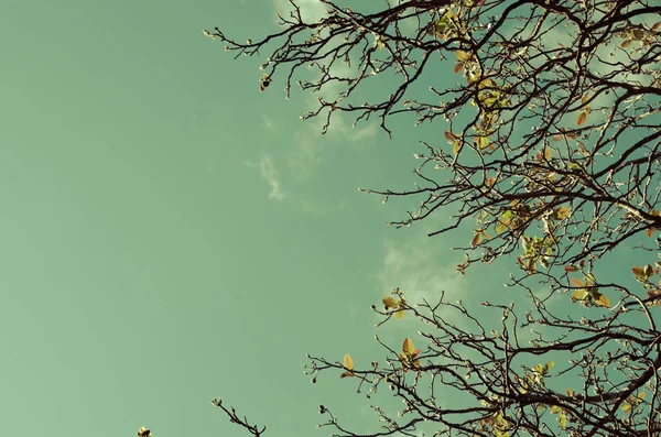 Jesienne drzewo gałąź z tle błękitnego nieba. — Zdjęcie stockowe