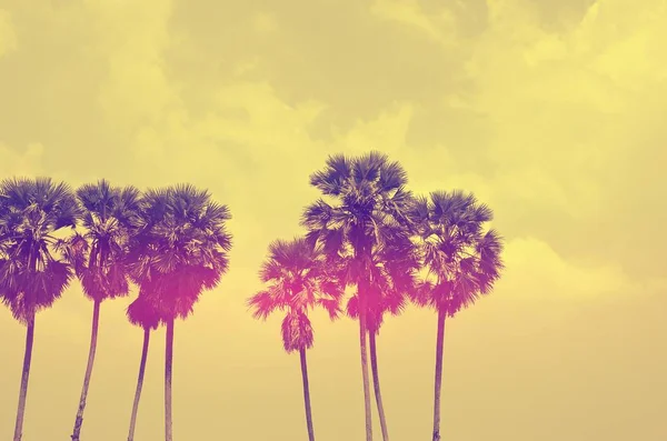 Kopírovat prostor tropické palmy se slunečním světlem na pozadí oblohy. — Stock fotografie
