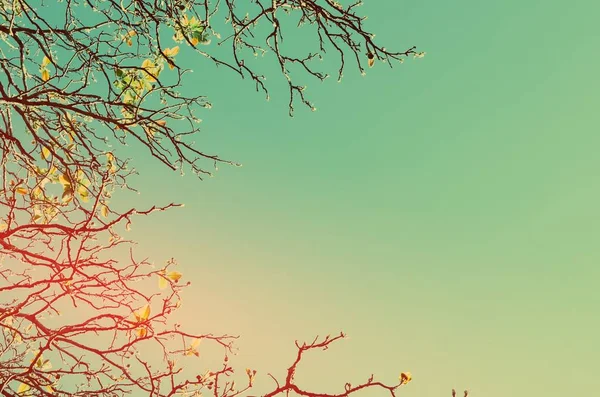 Naturen hösten siluett trädgren på sky abstrakt bakgrund. — Stockfoto