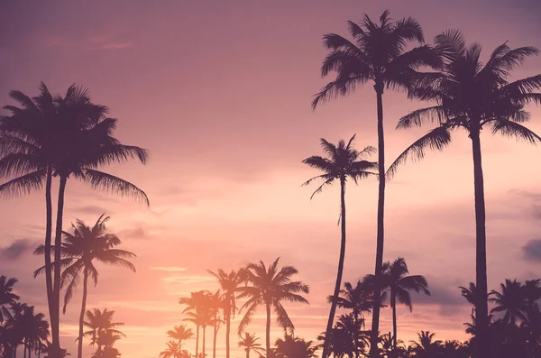 Copy space of tropical palm tree with sun light on sky background. — Stock Photo, Image