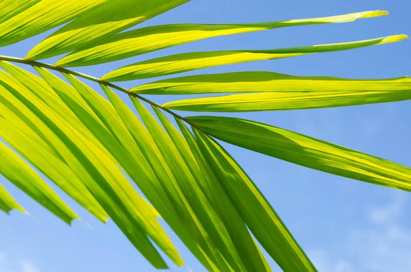 Tropical palm leaf with sun light on sky background. — Stock Photo, Image