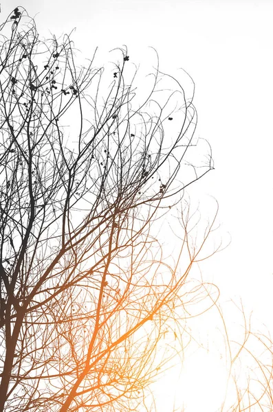 Nature autumn silhouette tree branch on sky abstract background. — Stock Photo, Image