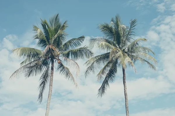 Tropikal palmiye ağacı gökyüzü arka plan üzerinde güneş ışığı ile. — Stok fotoğraf