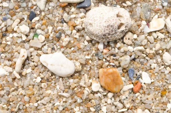 Dried coral and sea shells on sand beach texture background. — Stock Photo, Image