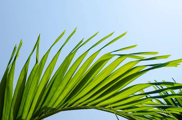 Copy space of tropical palm leaf with sun light on sky background. — Stock Photo, Image