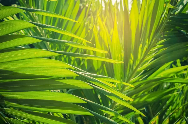 Copy space of tropical palm leaf with sun light on sky background. — Stock Photo, Image