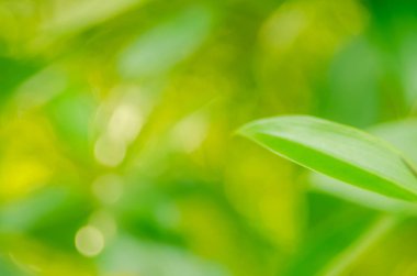 Doğa yeşil bokeh güneş ışığı 