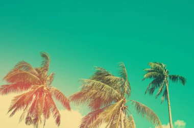 Gökyüzü arka planında güneş ışığı olan tropikal palmiye ağacını kopyala.