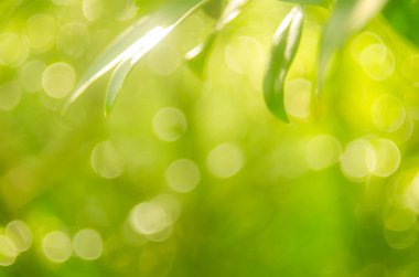 Bulanıklaştırma doğanın yeşil yaprak bokeh güneş ışığı