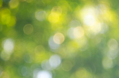 Doğa yeşil bokeh güneş ışığı 