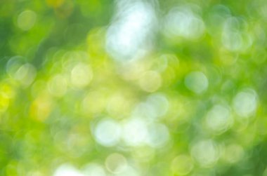Doğa yeşil bokeh güneş ışığı 