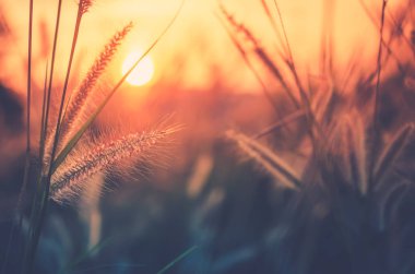 Gün batımı, sığ derinlik-in tarla doğa çimen çiçek. 